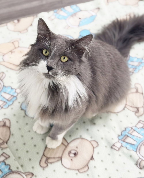 picture of the cat needing adoption
