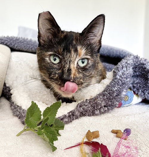 picture of the cat needing adoption