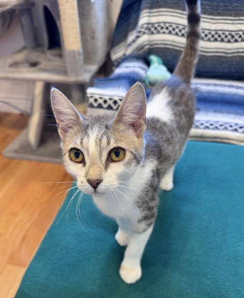 Misty, Young Tabby / Mixed (short coat), cat for adoption in Hayward, California