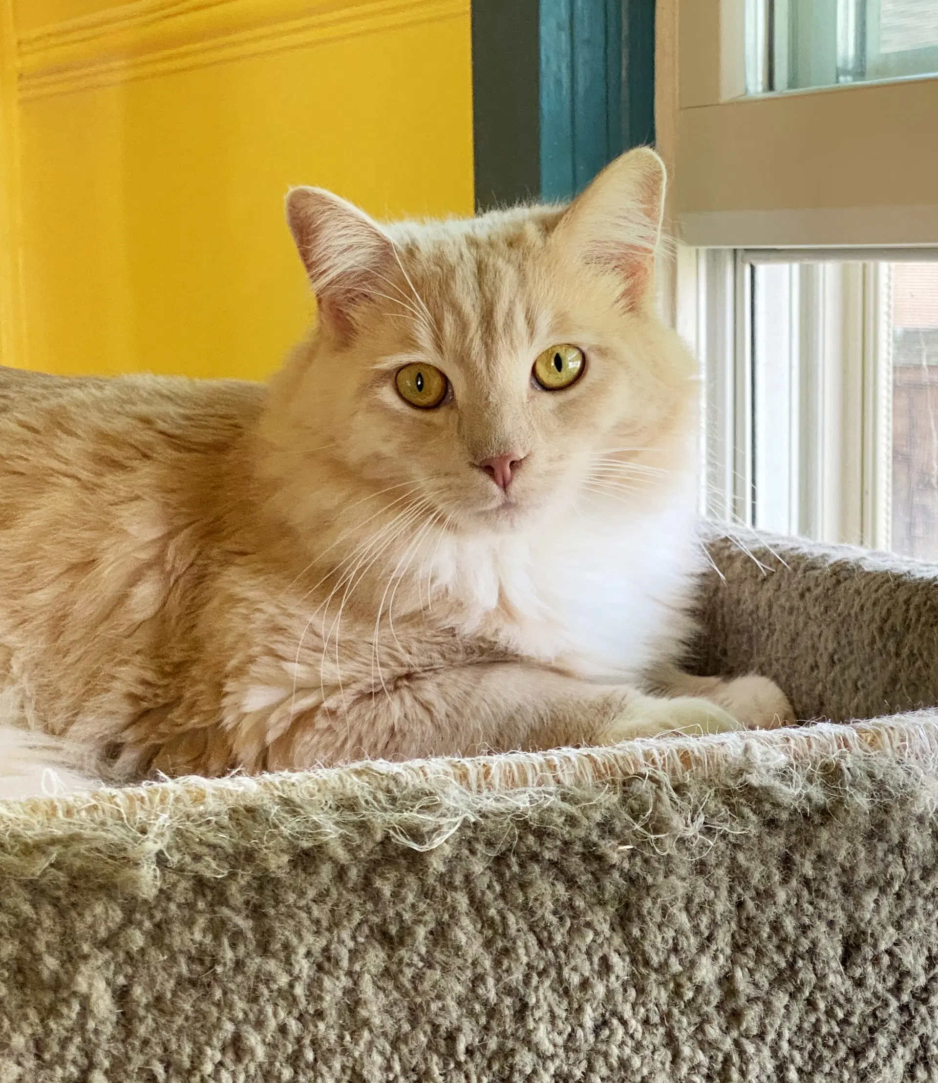 Henry - Tabby
