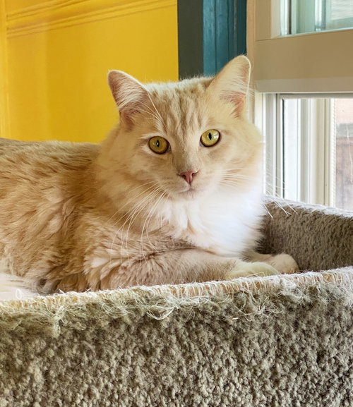picture of the cat needing adoption