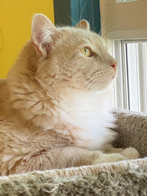 Henry, an adoptable Tabby in Alameda, CA