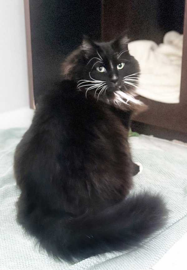 Maximus