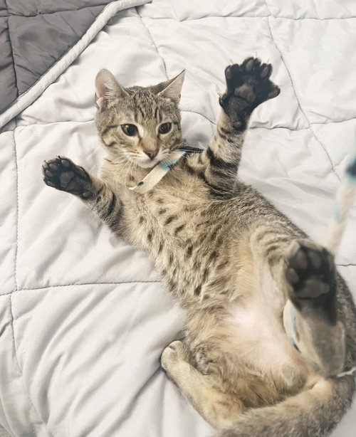 Yule, Baby Tabby / Mixed (short coat), cat for adoption in Oakley, California
