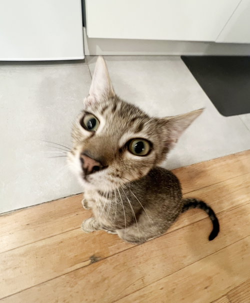 Yule, Young Tabby / Mixed (short coat), cat for adoption in San Rafael, California