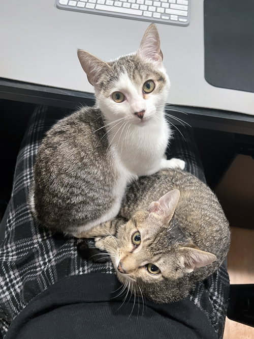 Holly, Baby Tabby / Mixed (short coat), cat for adoption in Oakley, California