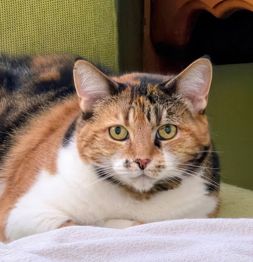 Summer, an adoptable Torbie in Alameda, CA