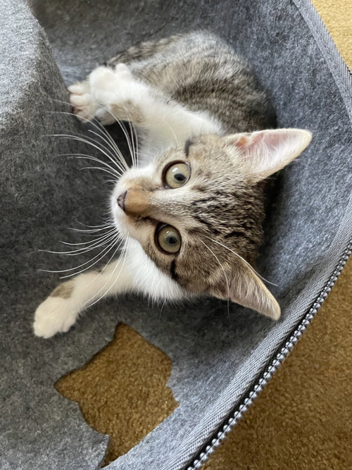Sunny, Baby Tabby / Mixed (short coat), cat for adoption in San Bruno, California