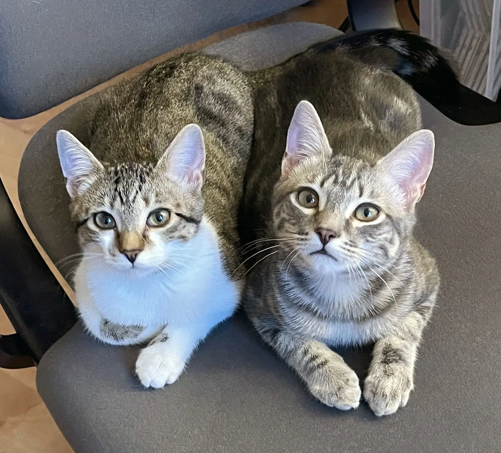 Sunny - Tabby