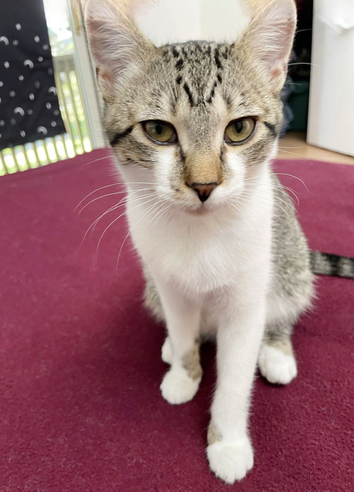 picture of the cat needing adoption