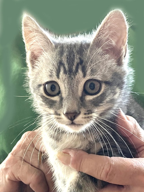 Bluster, Baby Tabby / Mixed (short coat), cat for adoption in San Bruno, California