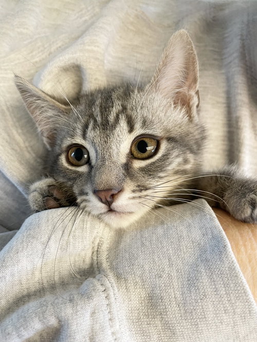 Bluster, Baby Tabby / Mixed (short coat), cat for adoption in San Rafael, California