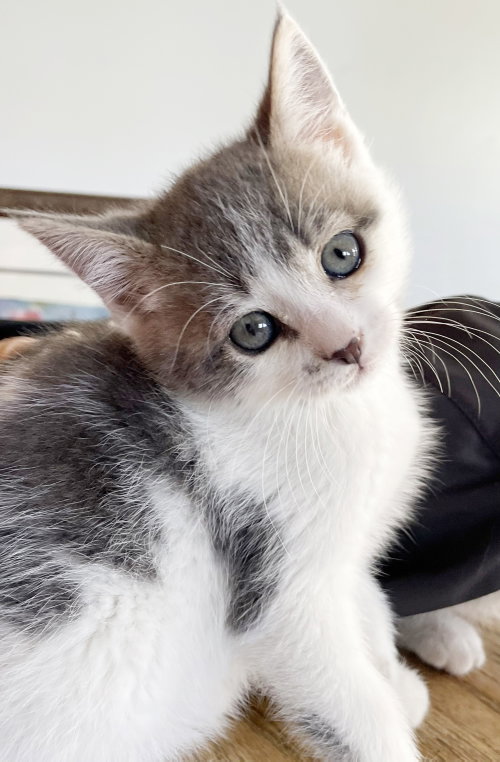 Cloudy, Baby Tabby / Mixed (short coat), cat for adoption in San Rafael, California