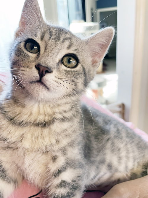 Windy, Baby Tabby / Mixed (short coat), cat for adoption in San Rafael, California