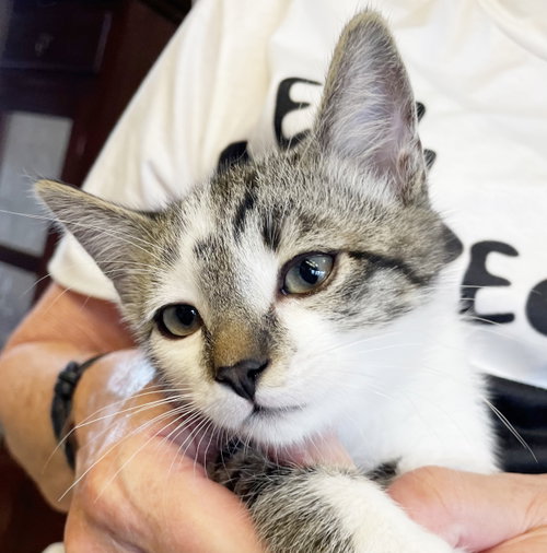 Stormy, Baby Tabby / Mixed (short coat), cat for adoption in San Rafael, California