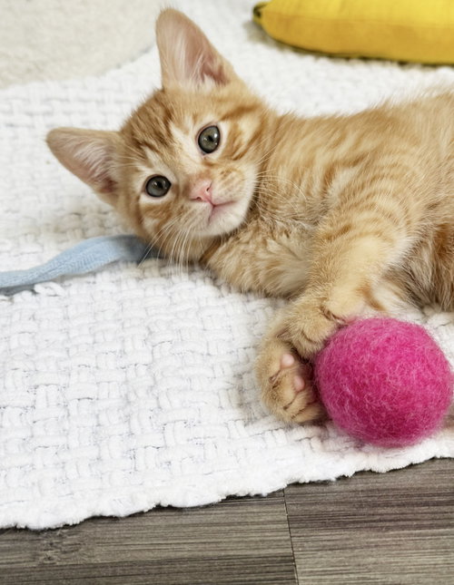 Pumpkin, Baby Tabby / Mixed (short coat), cat for adoption in San Rafael, California