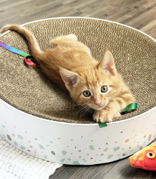 Juice, Baby Tabby / Mixed (short coat), cat for adoption in San Rafael, California