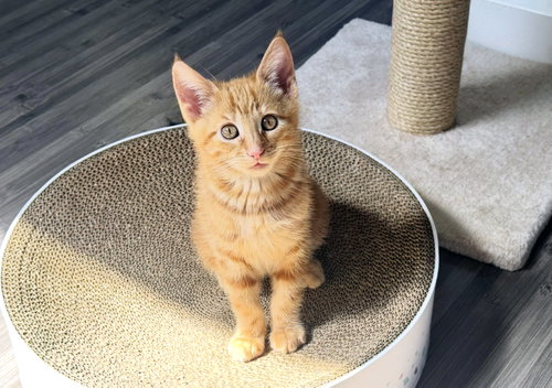 Juice, an adoptable Tabby in Alameda, CA