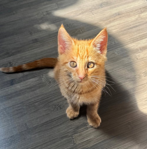 Juice, an adoptable Tabby in Alameda, CA