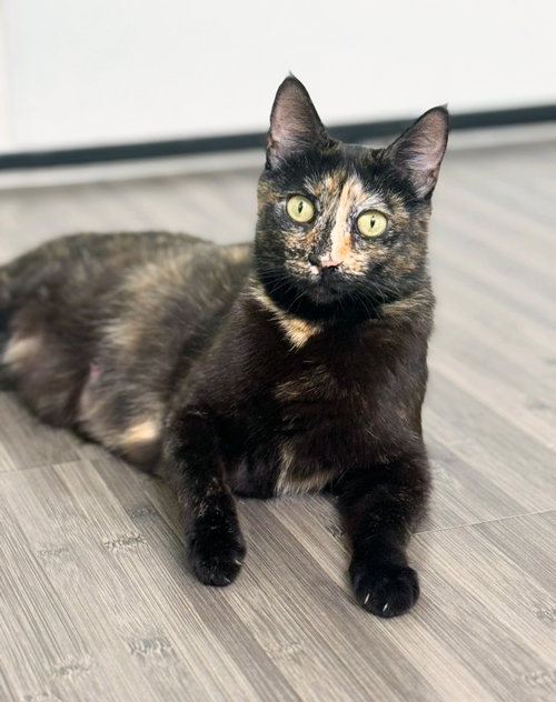 Dottie, Young Tortoiseshell / Mixed (short coat), cat for adoption in San Rafael, California