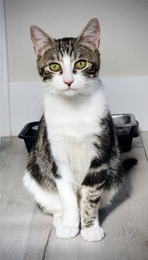 REINDEER - Tabby available for adoption