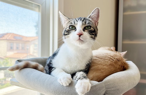 Reindeer, Tabby / Mixed (short coat), cat for adoption in San Rafael, California