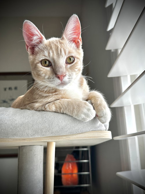 Mistletoe, Young Tabby / Mixed (short coat), cat for adoption in San Rafael, California