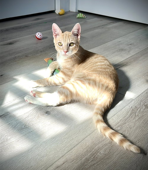 MISTLETOE - Tabby available for adoption