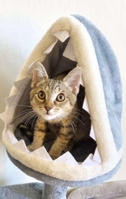 Cookie Dough, Baby Tabby / Mixed (short coat), cat for adoption in San Bruno, California