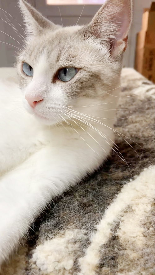 Lily photo 2