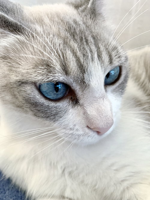 Lily