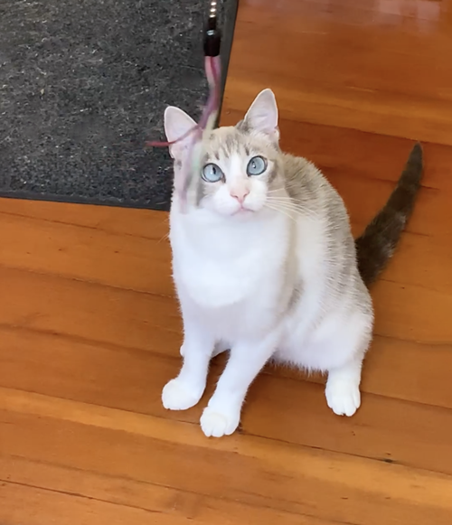 Lily photo 5