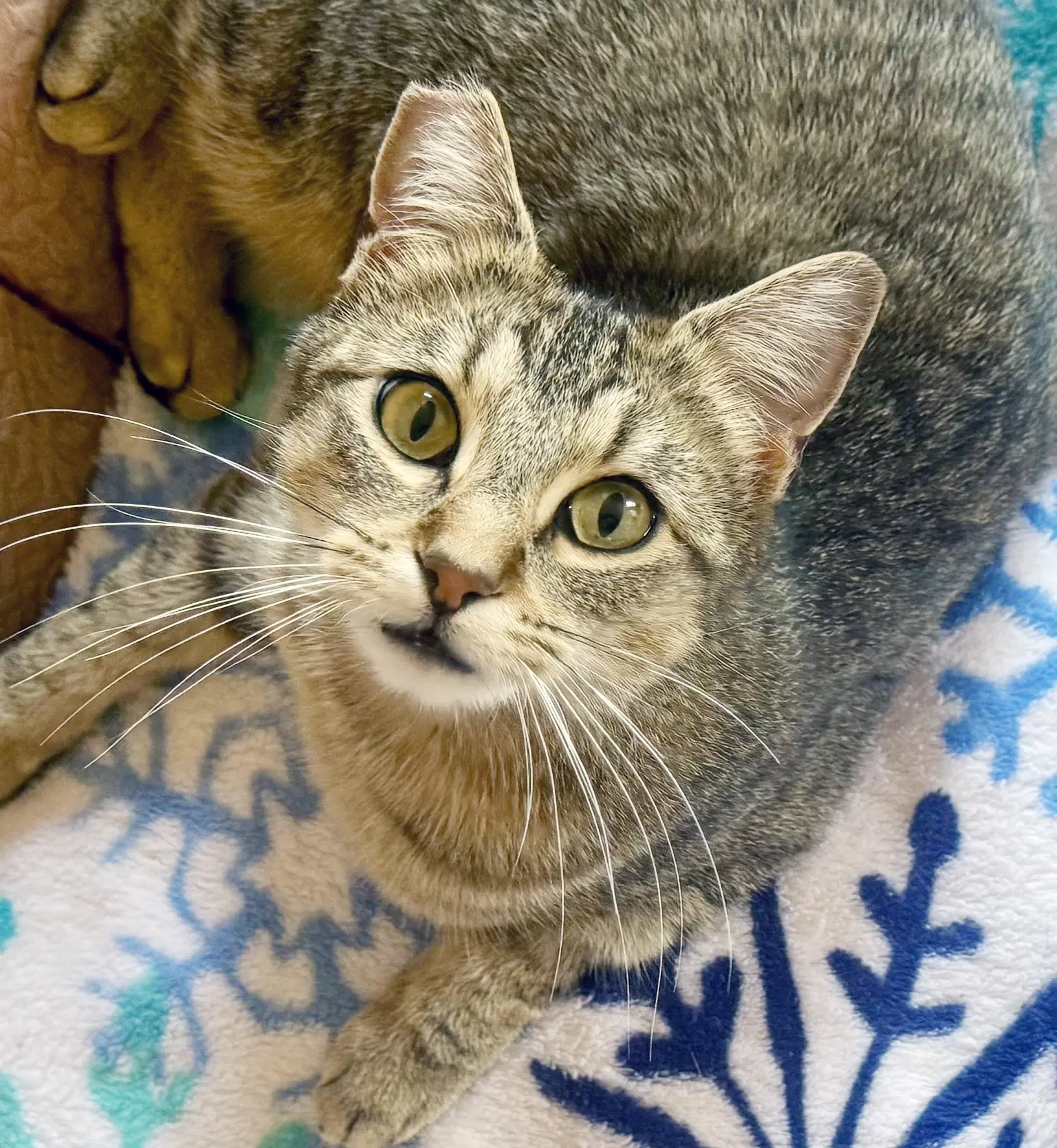 Summer - Tabby