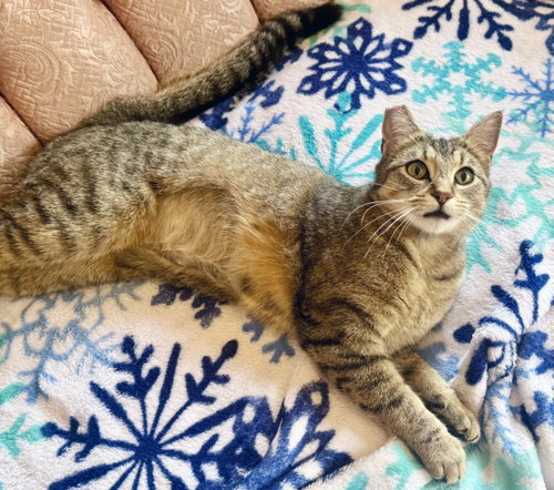 SUMMER - Tabby available for adoption
