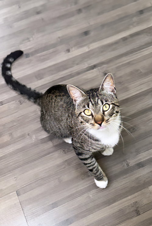 Rufus
