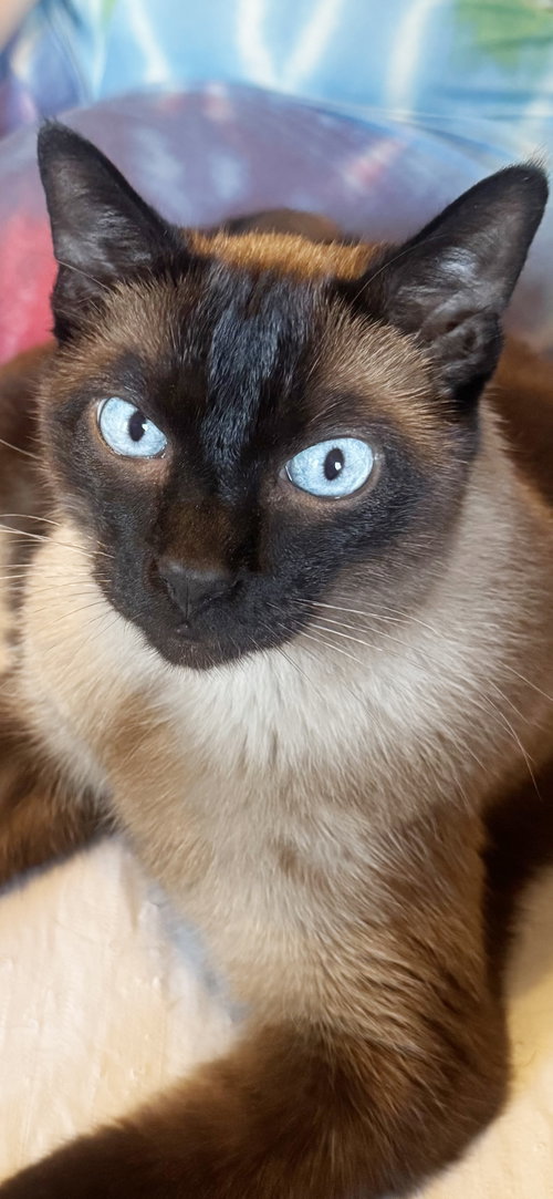 Petie