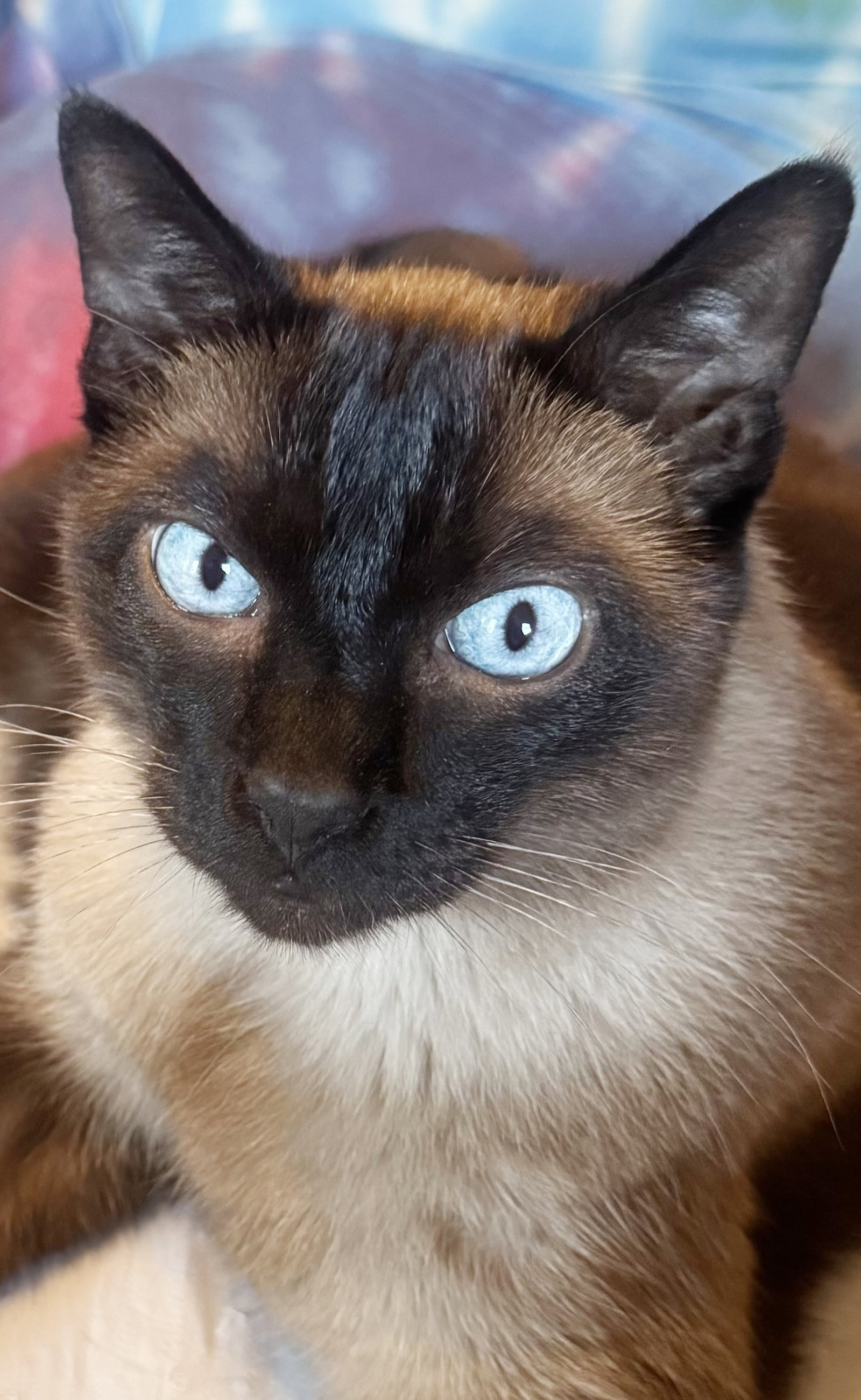 Petie