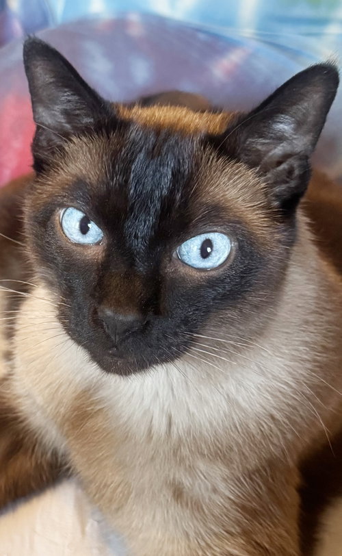 Petie, Adult Siamese / Mixed (short coat), cat for adoption in Hayward, California