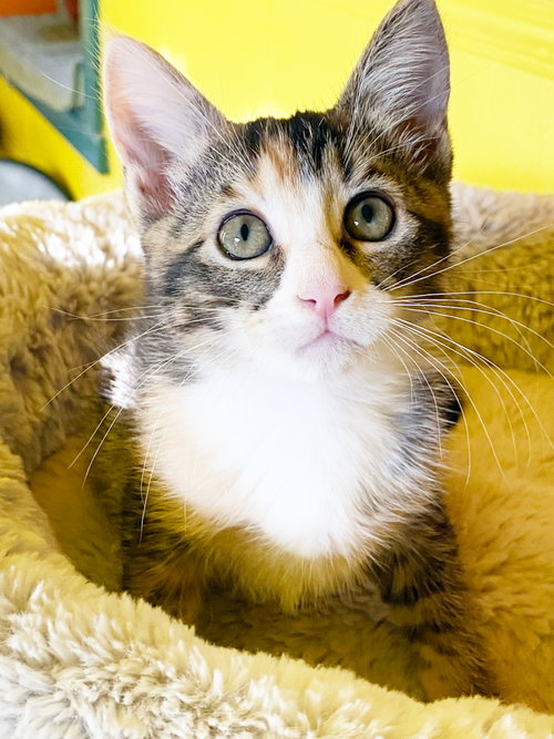 Sugar, Baby Torbie / Mixed (short coat), cat for adoption in Hayward, California