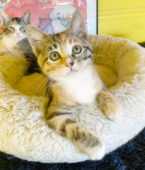Blaze, Baby Torbie / Tabby / Mixed (short coat), cat for adoption in Hayward, California