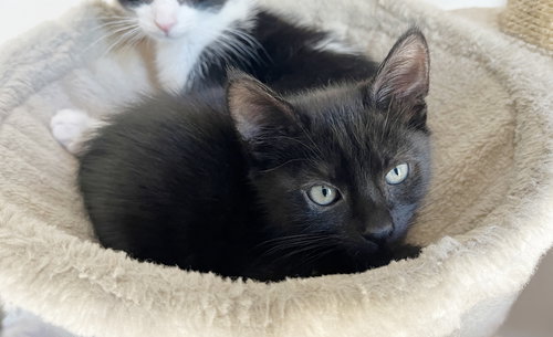 Poppy, Baby Domestic Short Hair / Mixed (short coat), cat for adoption in Hayward, California