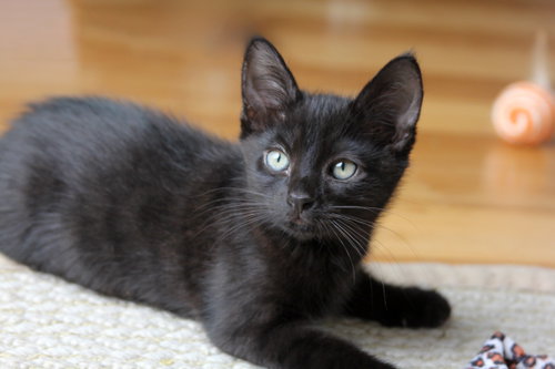 Poppy, an adoptable Domestic Short Hair in Alameda, CA