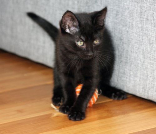 Poppy photo 7