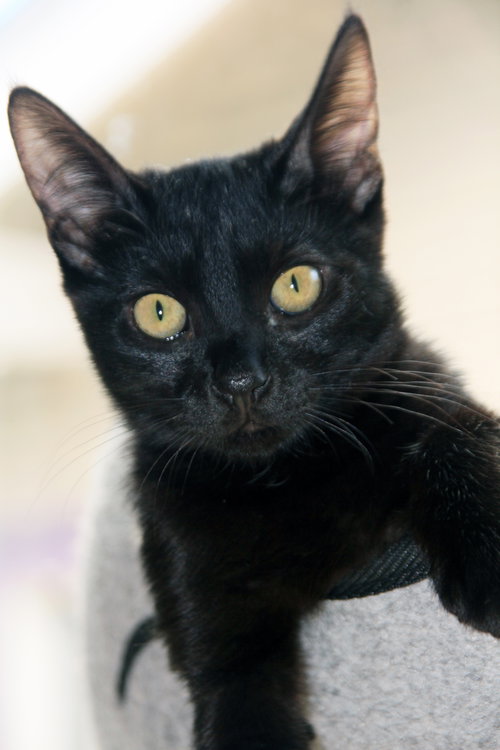 picture of the cat needing adoption