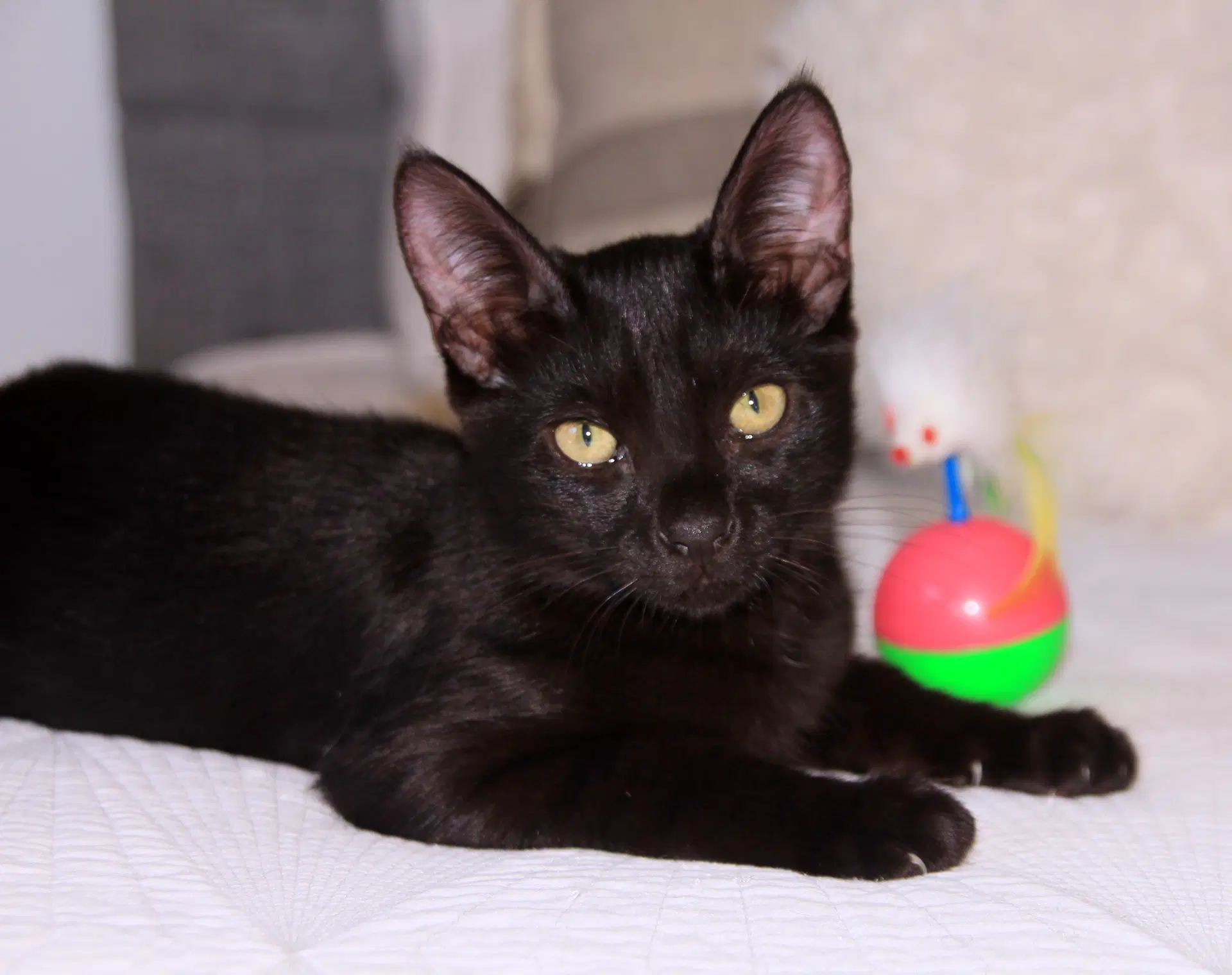 Poppy - Domestic Short Hair