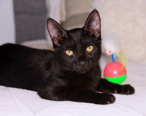 Poppy, a cat for adoption from Island Cat Resources and Adoption