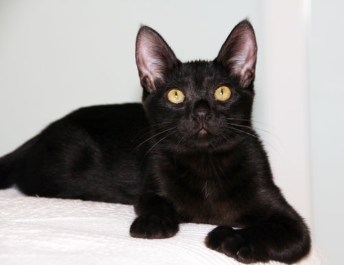 Photo 3 of Poppy