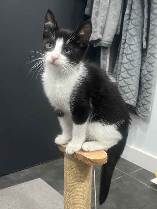 Pip II, Baby Tuxedo / Mixed (short coat), cat for adoption in Hayward, California