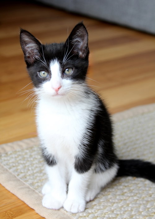 Pip II, an adoptable Tuxedo in Alameda, CA