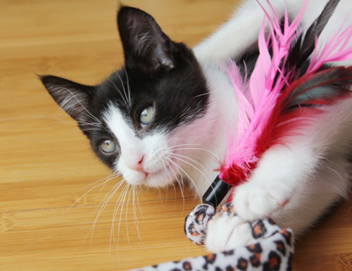 Pip Ii photo 3